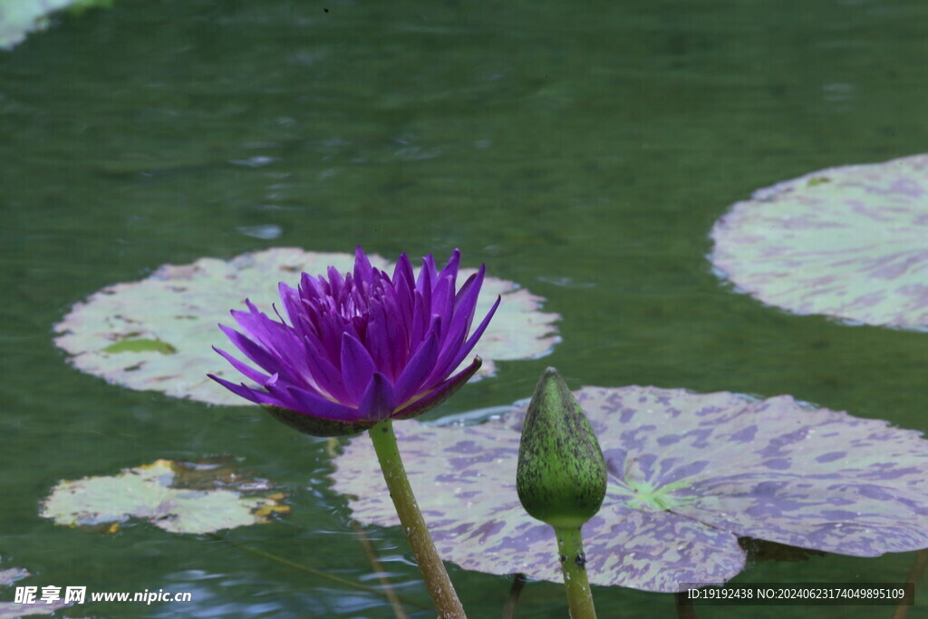 睡莲花 