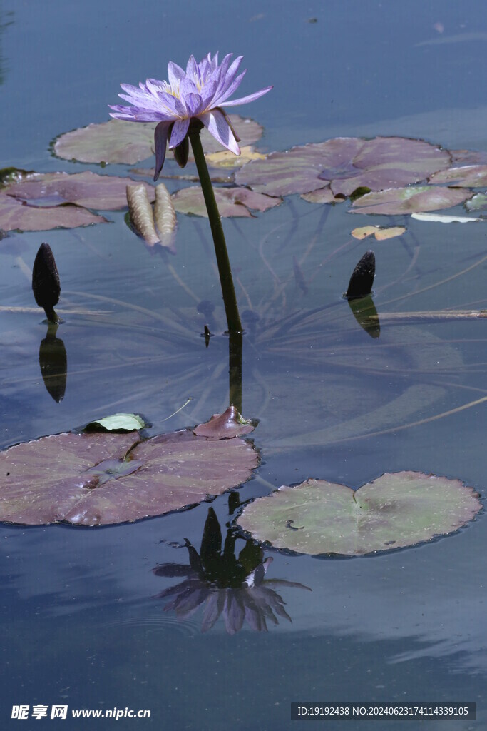 睡莲花 