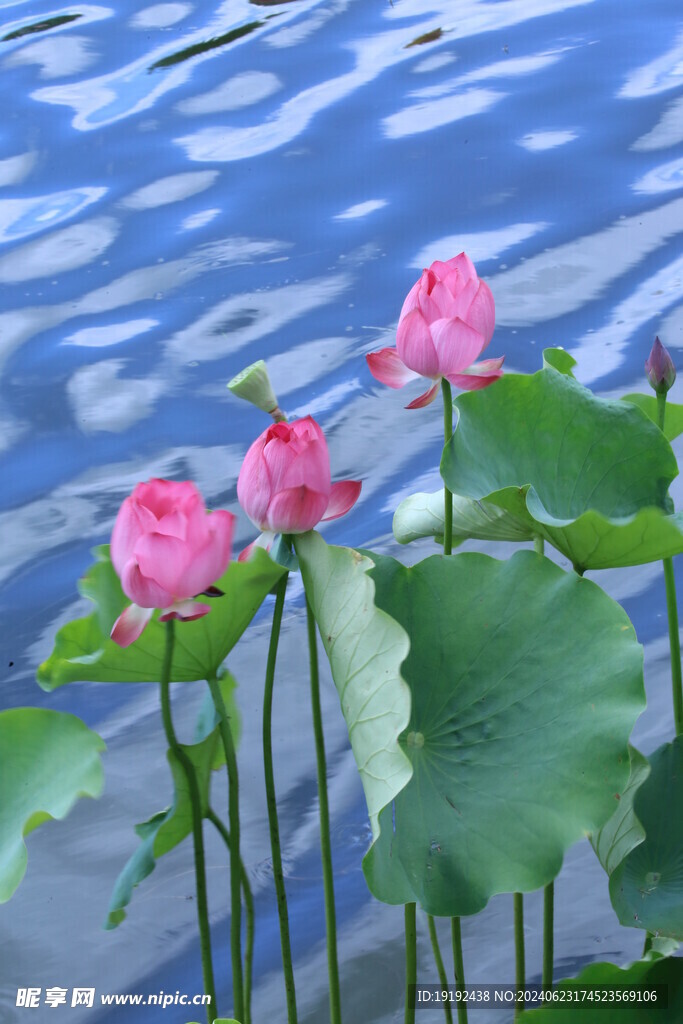 荷花荷叶 