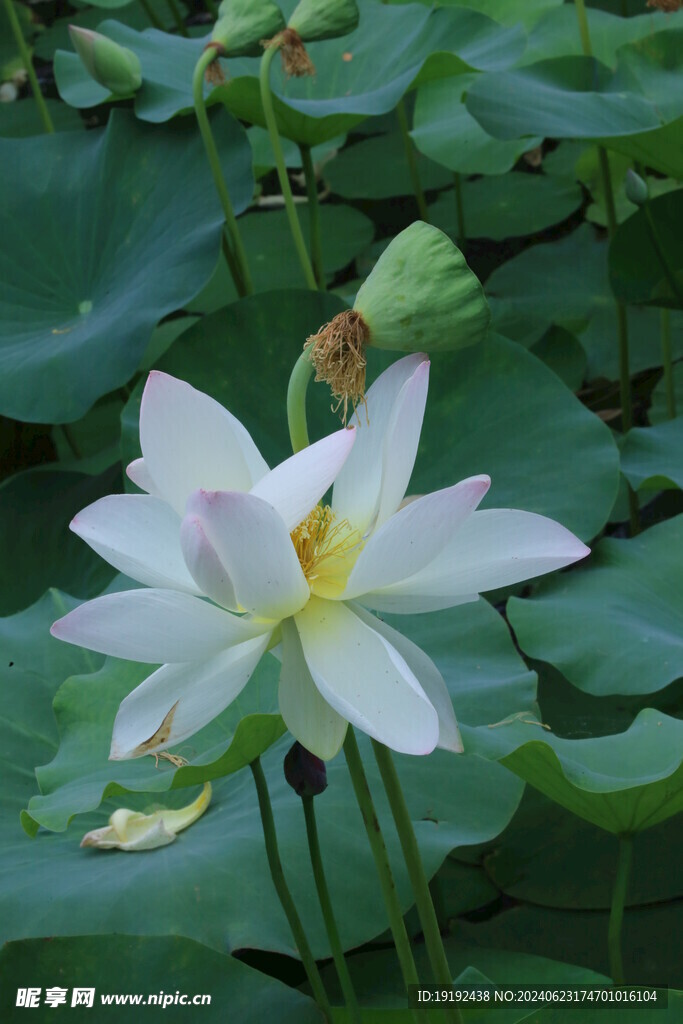 荷花荷叶  