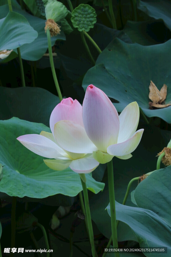 荷花荷叶  
