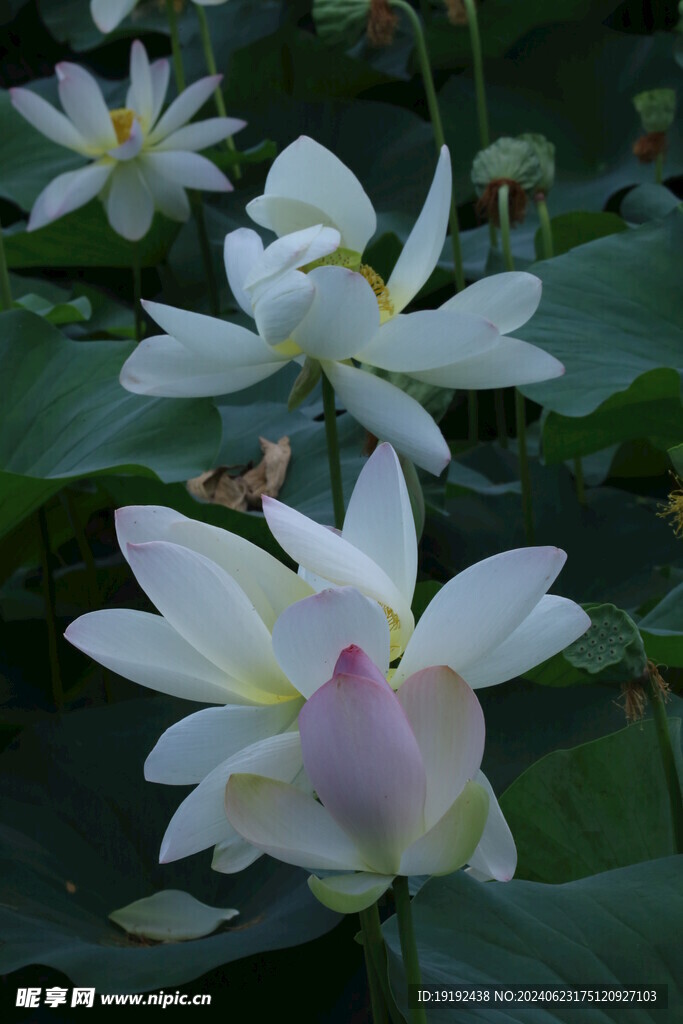 荷花荷叶 