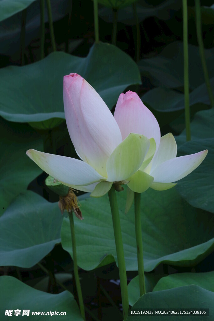 荷花荷叶 