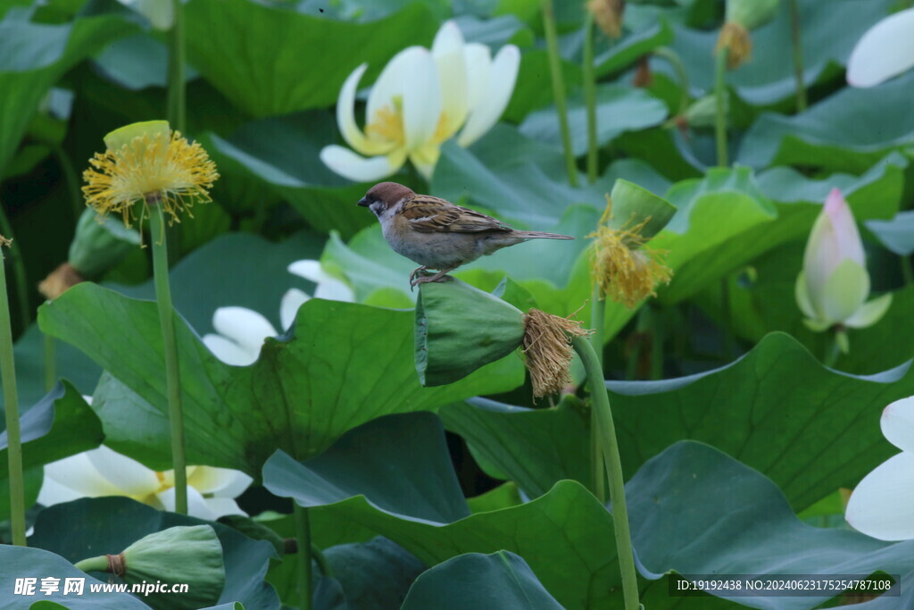 小麻雀  