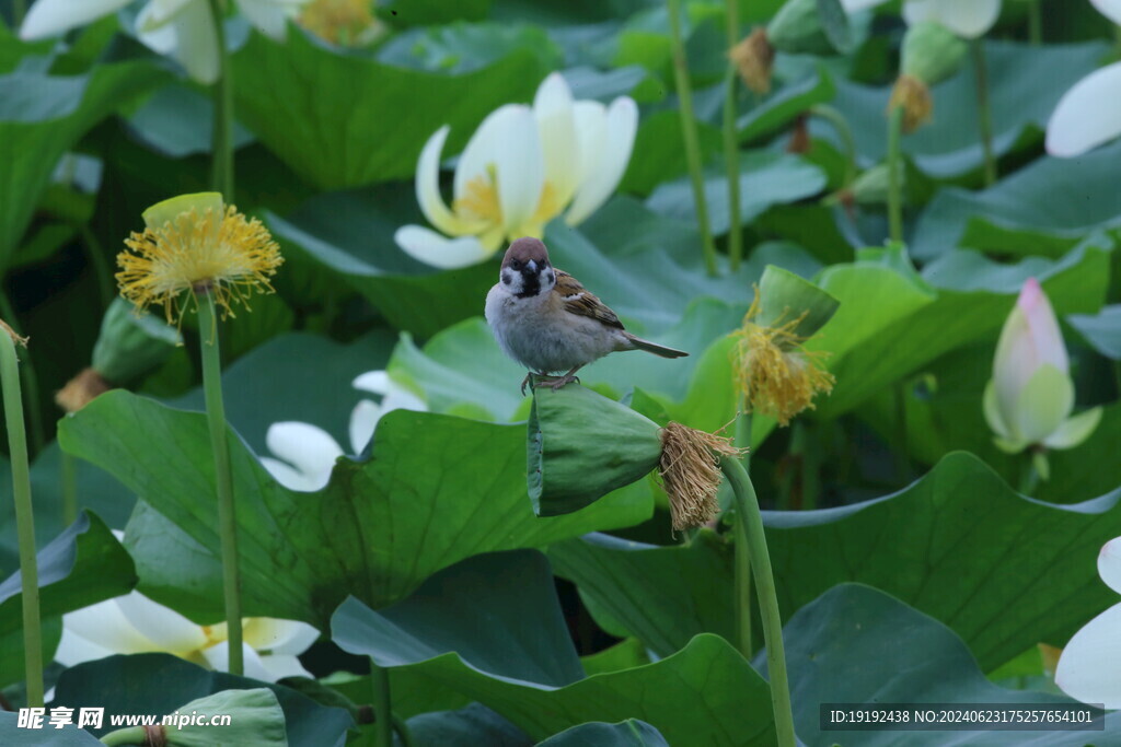 小麻雀  