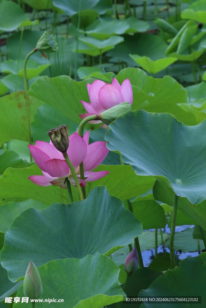 荷花荷叶 