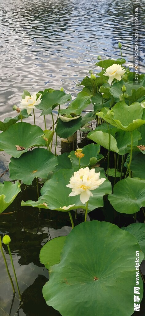 荷花荷叶 