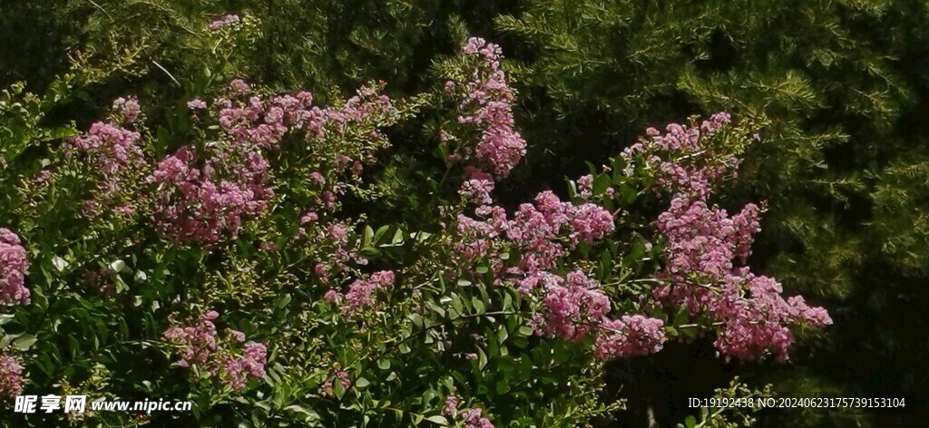 紫薇花 