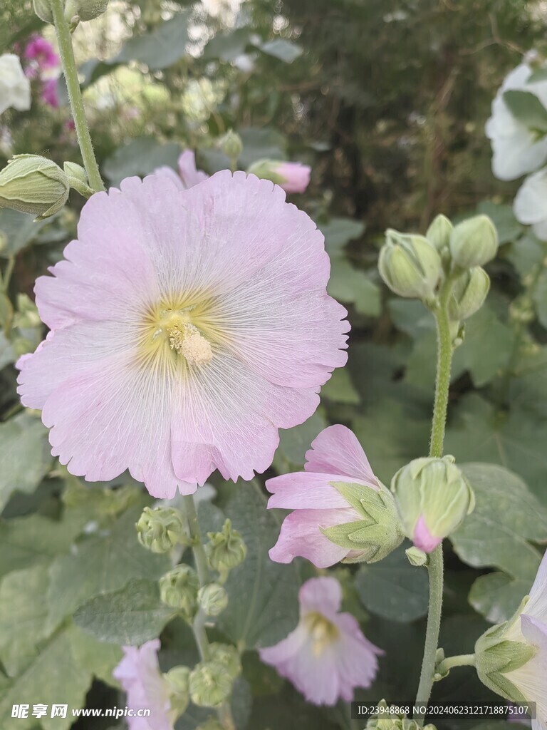 原创粉色喇叭花