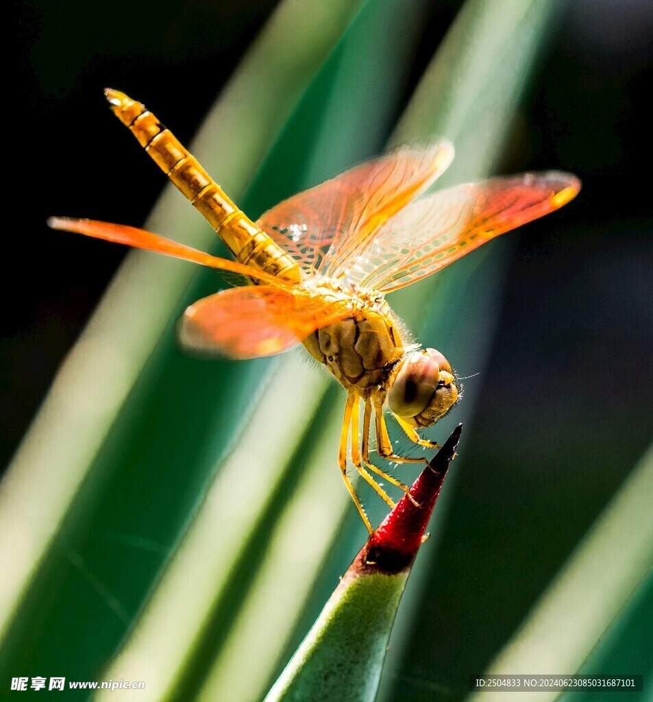 蜻蜓