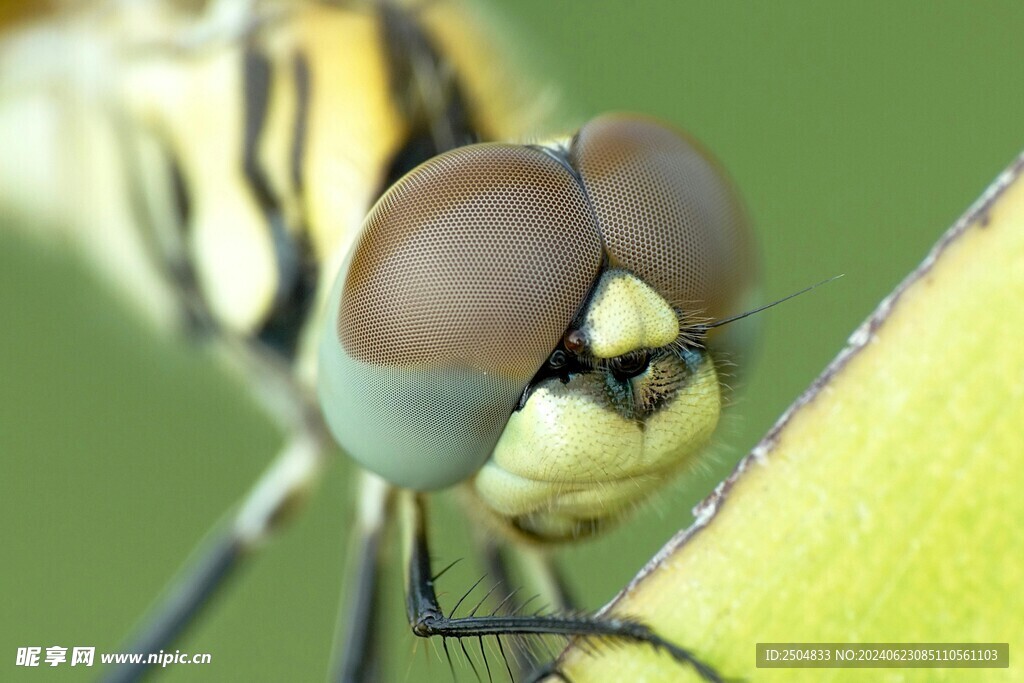蜻蜓