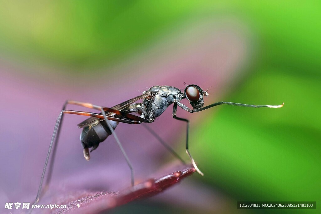 蜻蜓