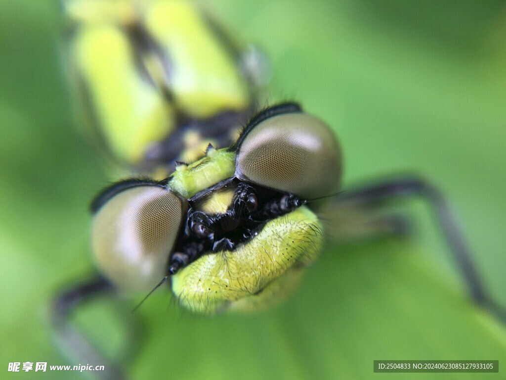蜻蜓