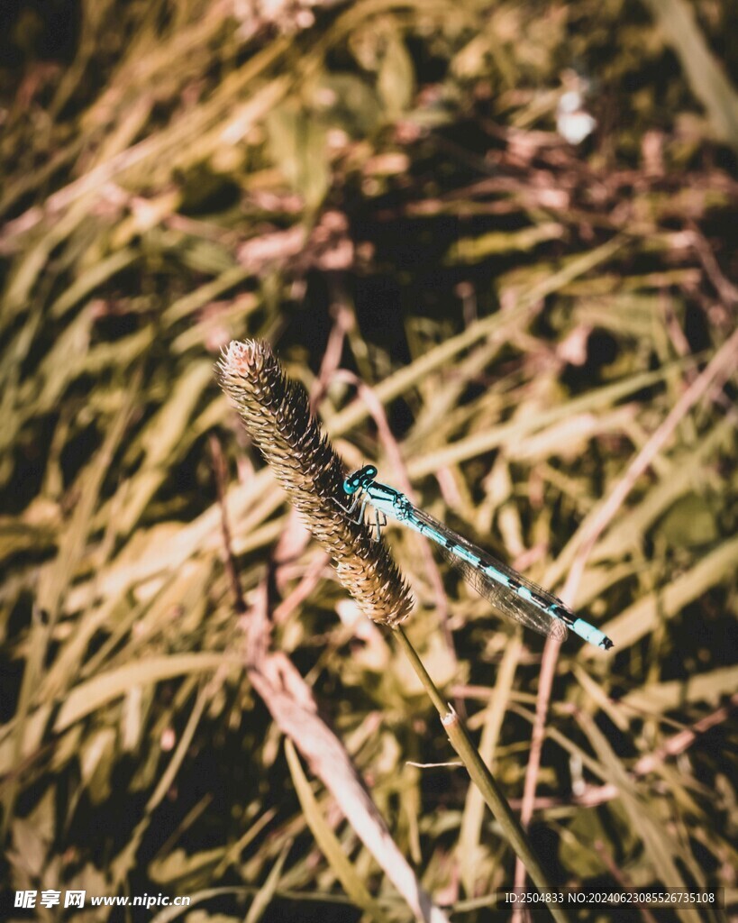 蜻蜓