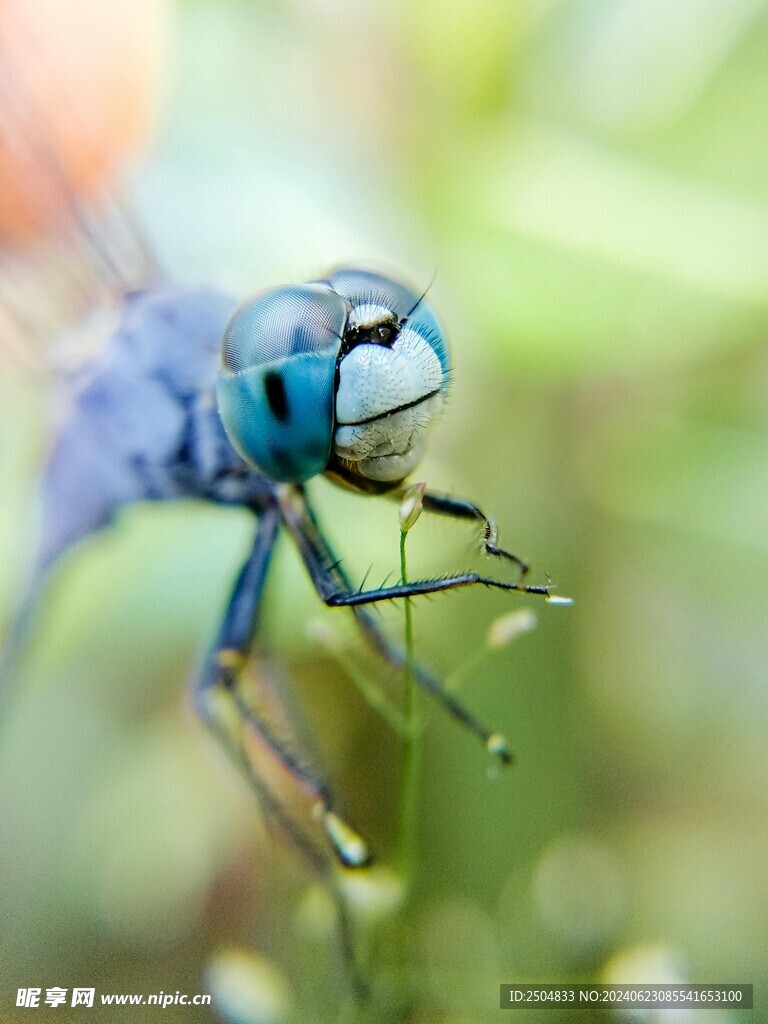 蜻蜓