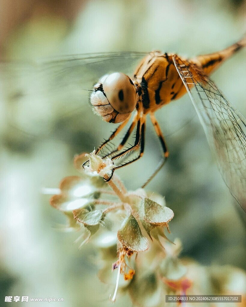 蜻蜓