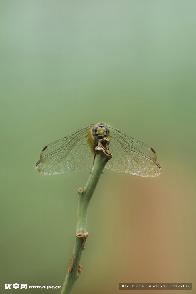 蜻蜓