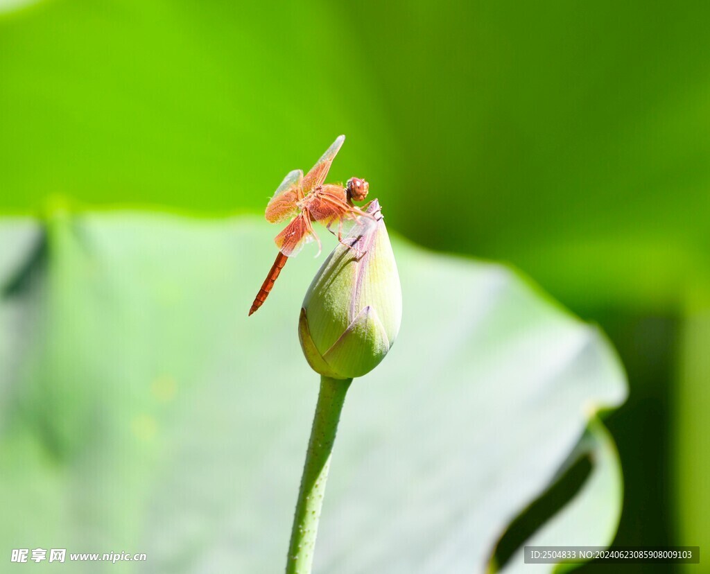 蜻蜓