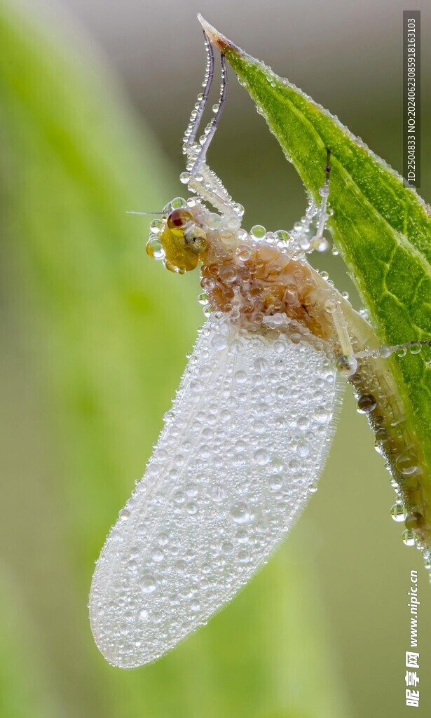 蜻蜓