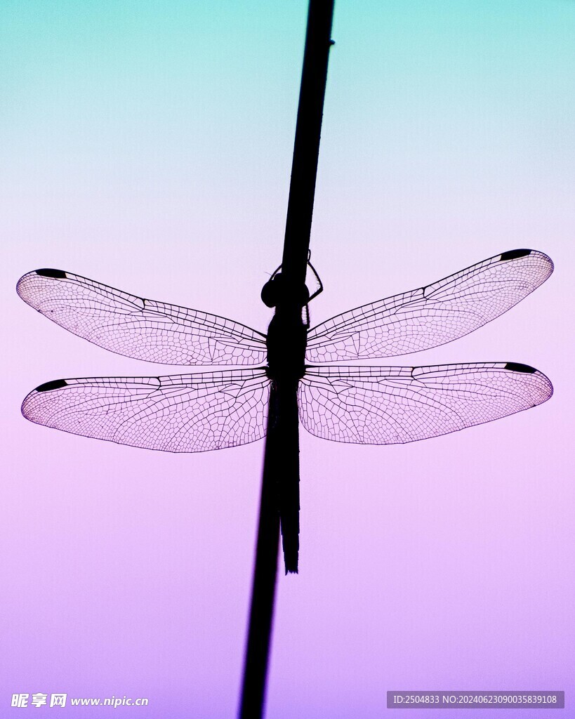 蜻蜓