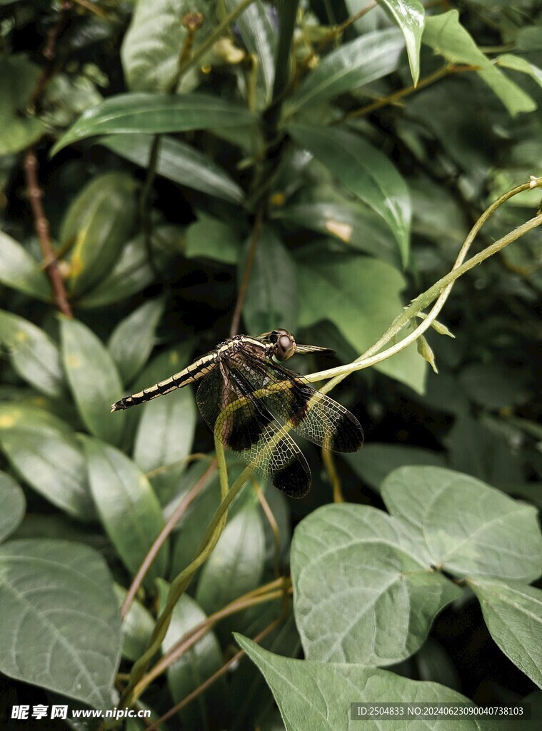 蜻蜓