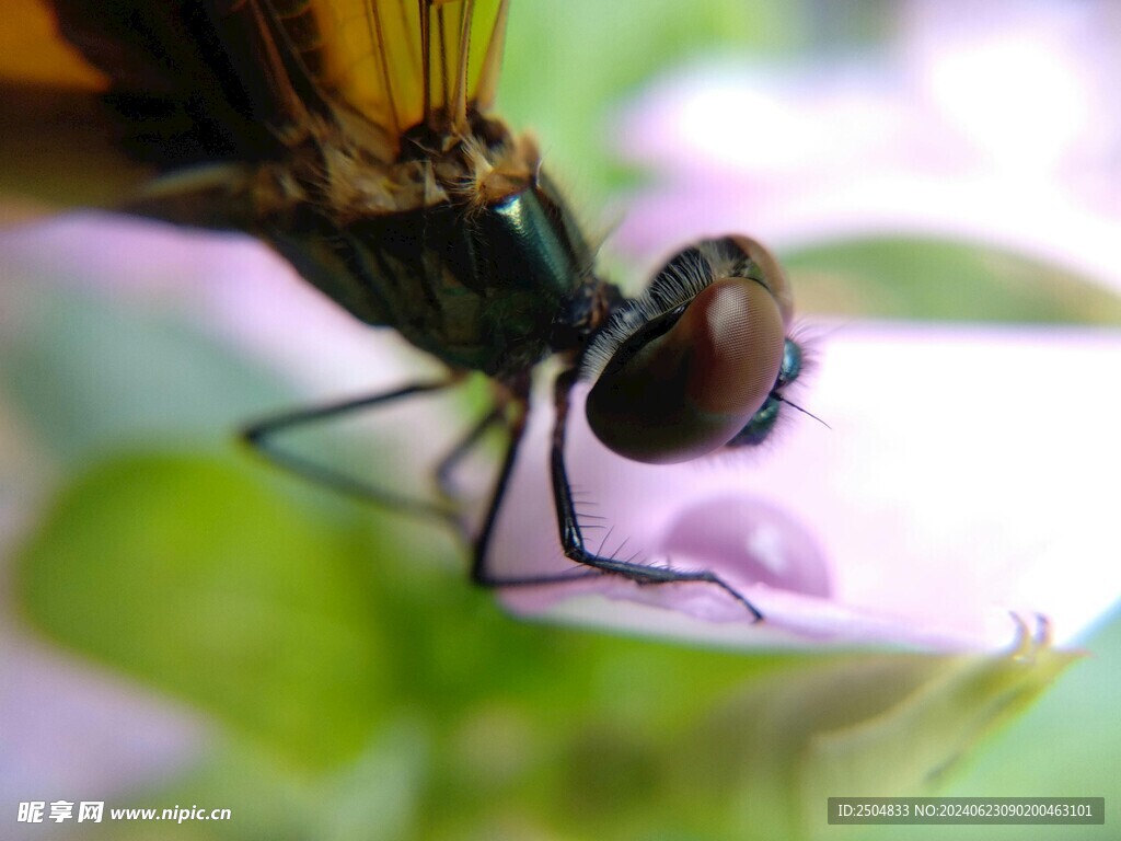 蜻蜓