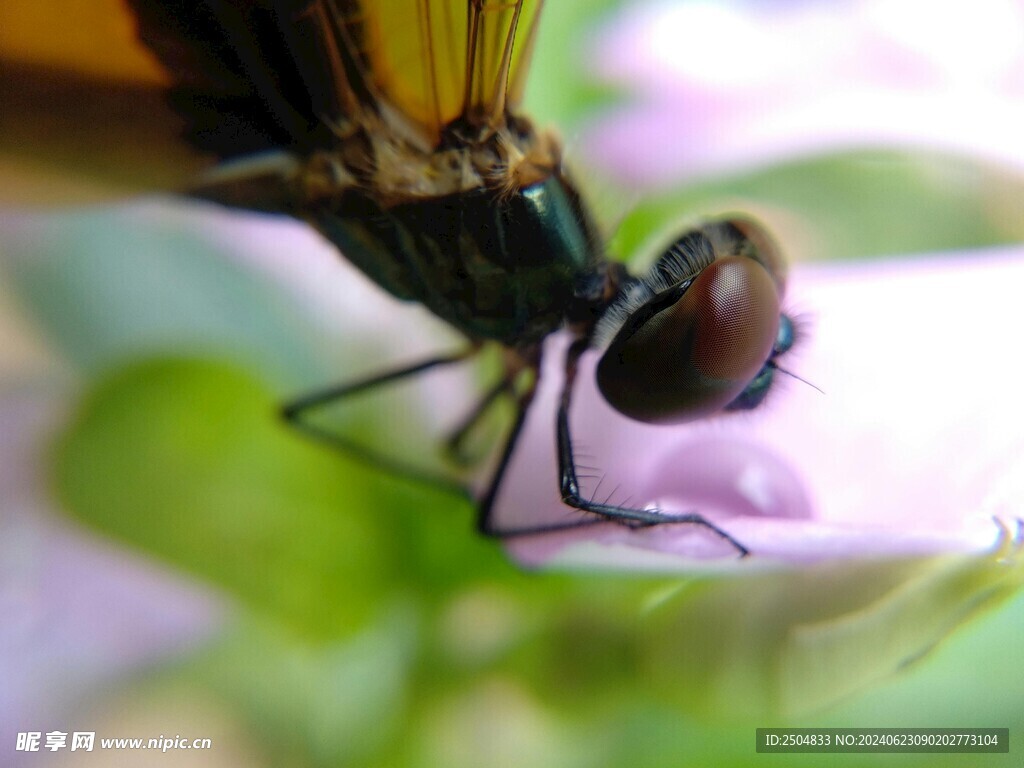 蜻蜓