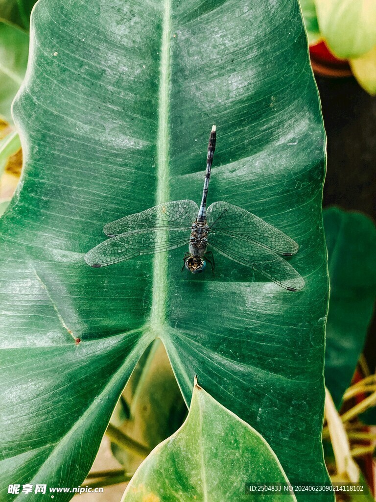 蜻蜓