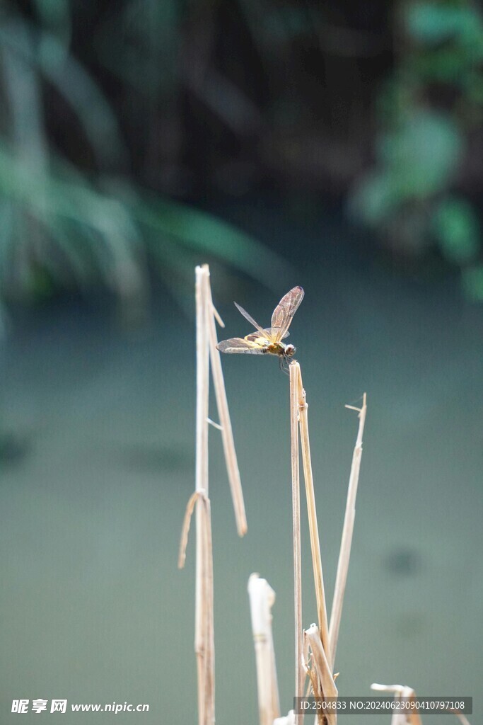 蜻蜓