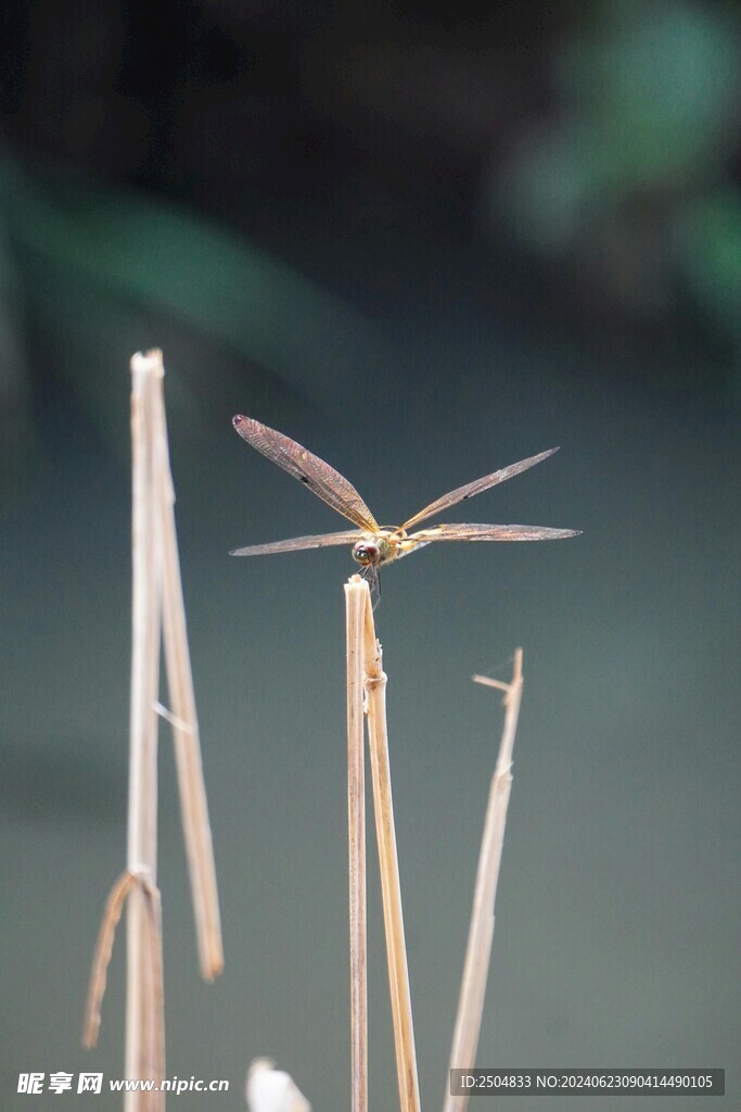 蜻蜓