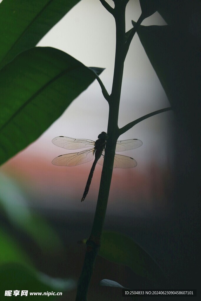 蜻蜓