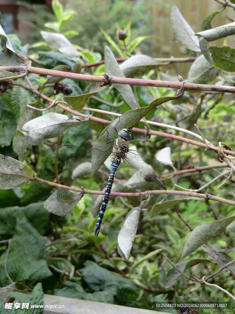 蜻蜓