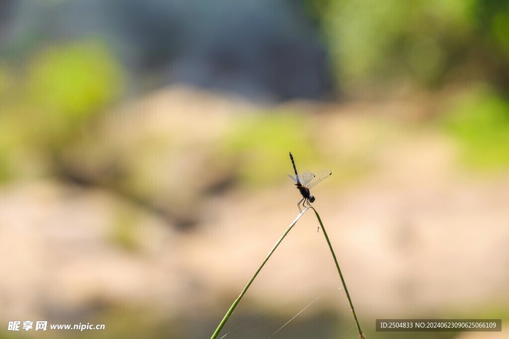 蜻蜓