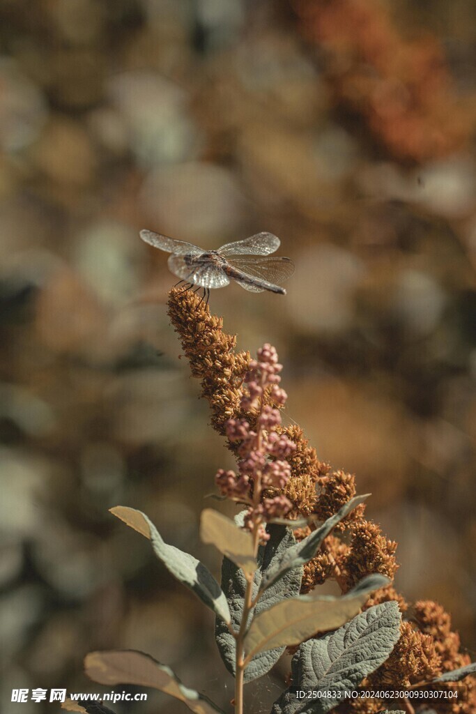 蜻蜓