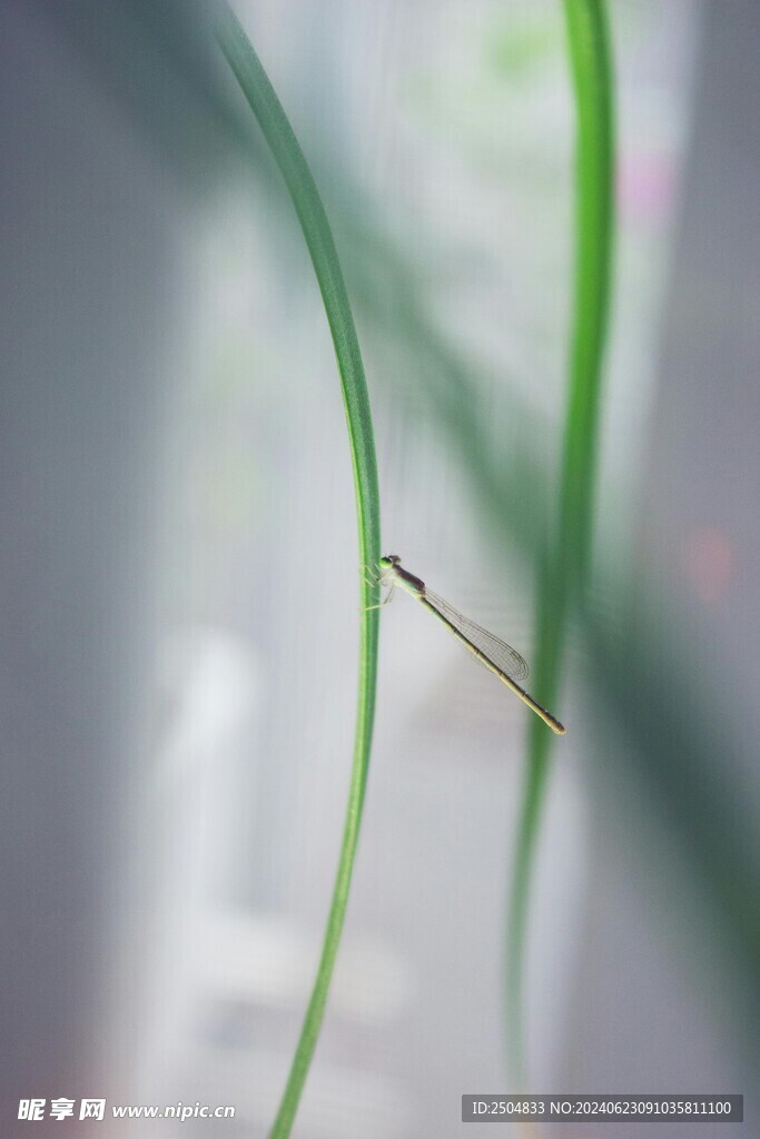 蜻蜓