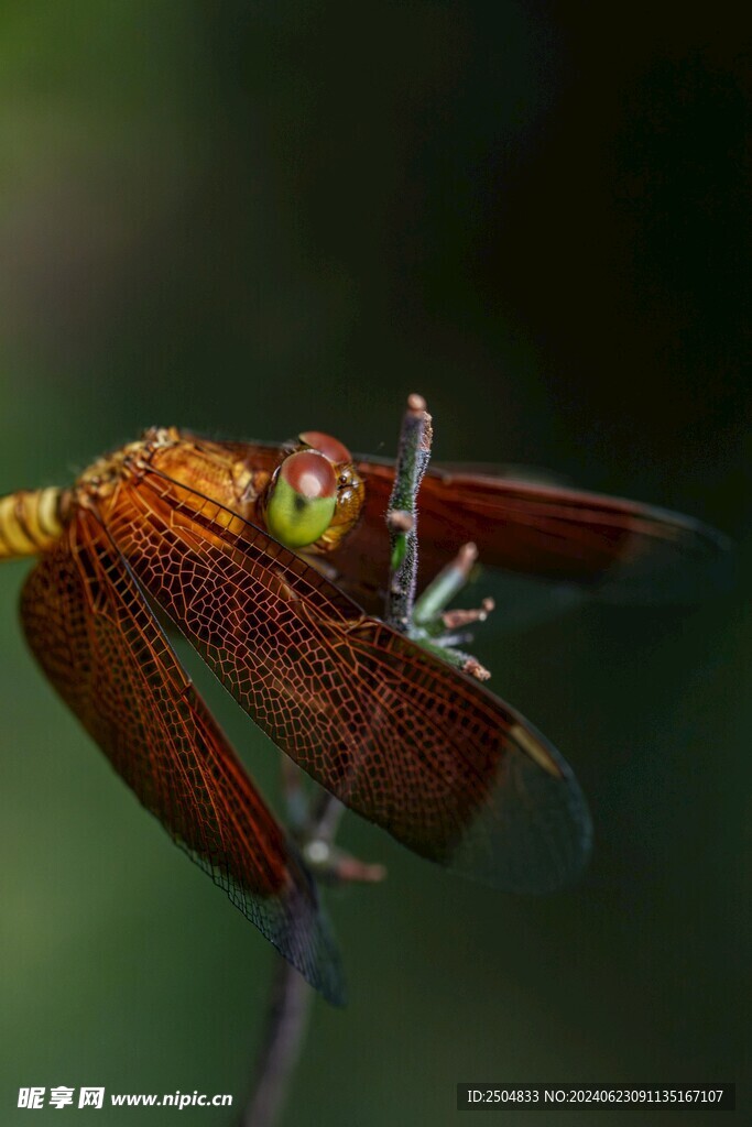 蜻蜓