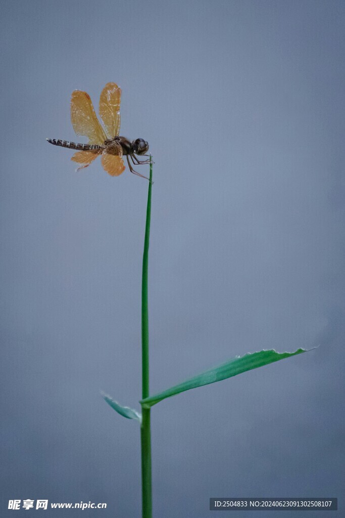 蜻蜓