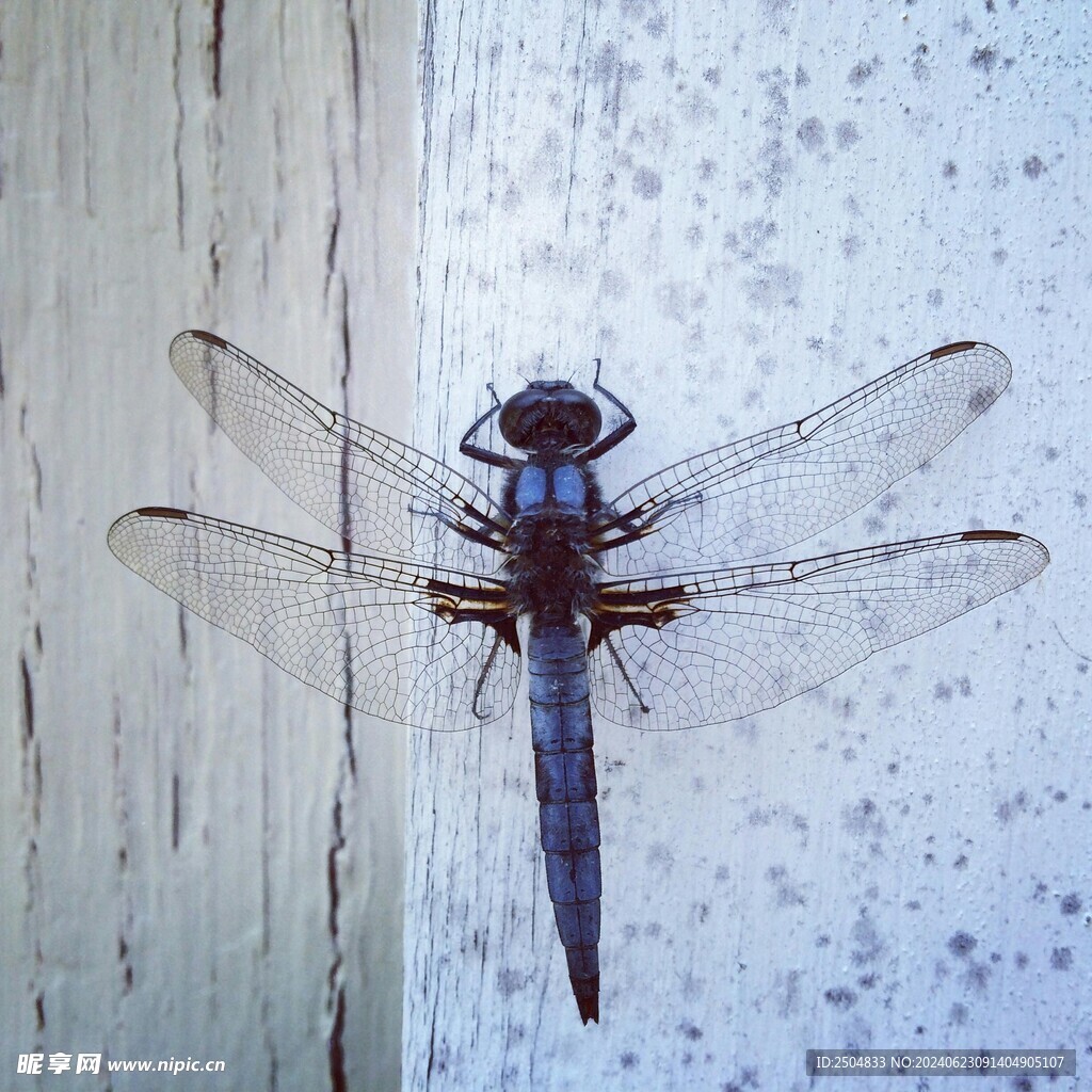 蜻蜓