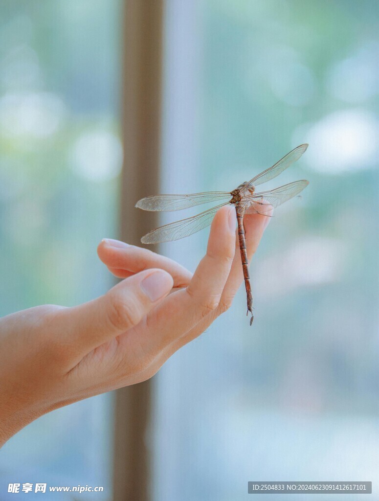 蜻蜓