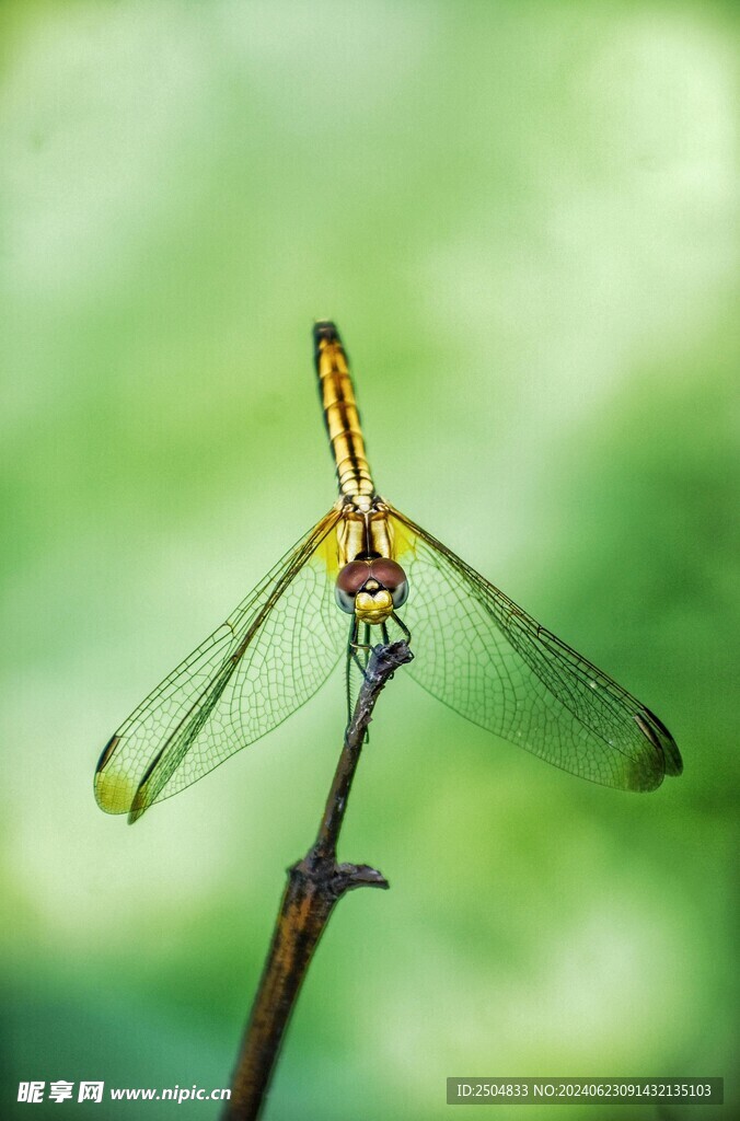 蜻蜓