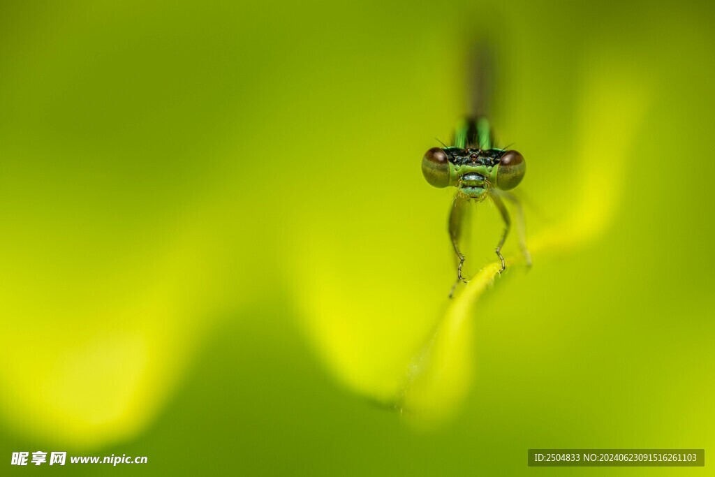 蜻蜓
