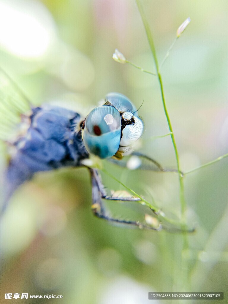 蜻蜓