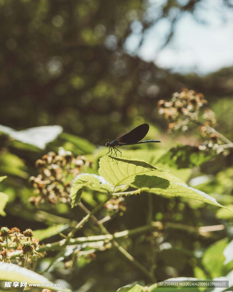 蜻蜓