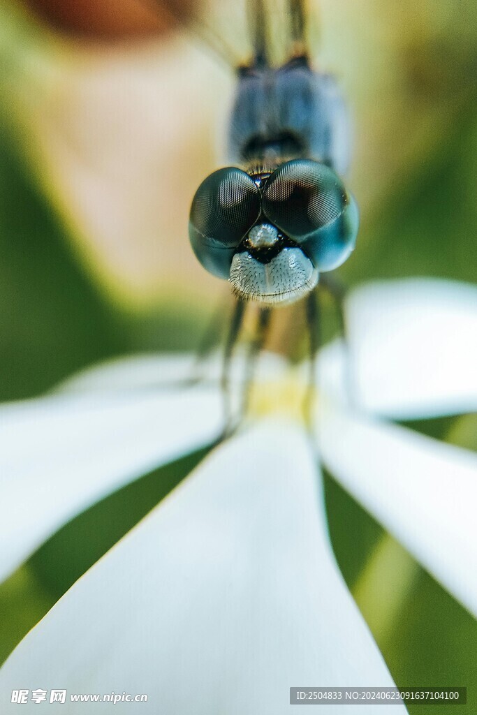 蜻蜓