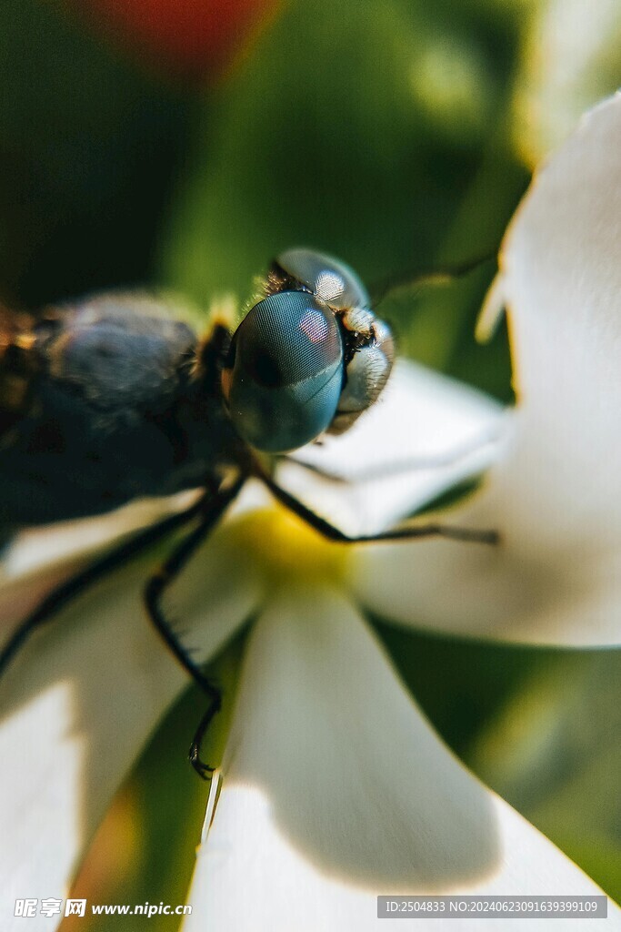 蜻蜓
