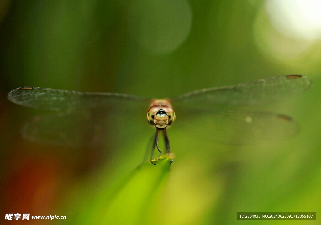 蜻蜓