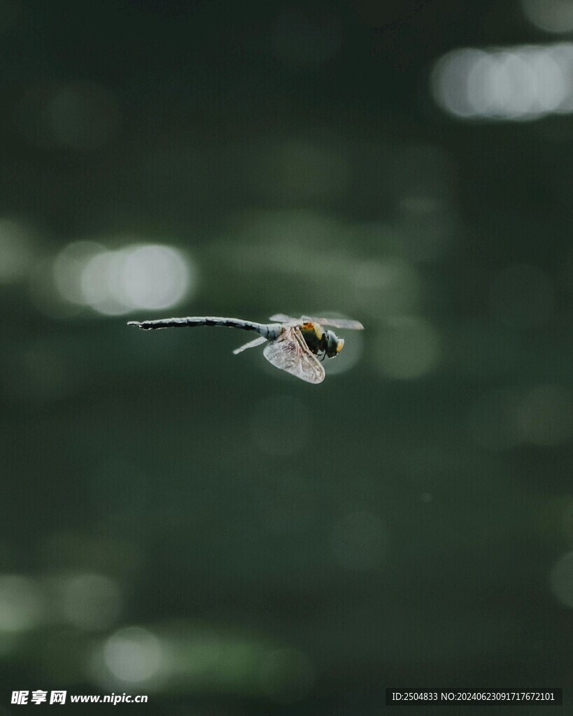 蜻蜓