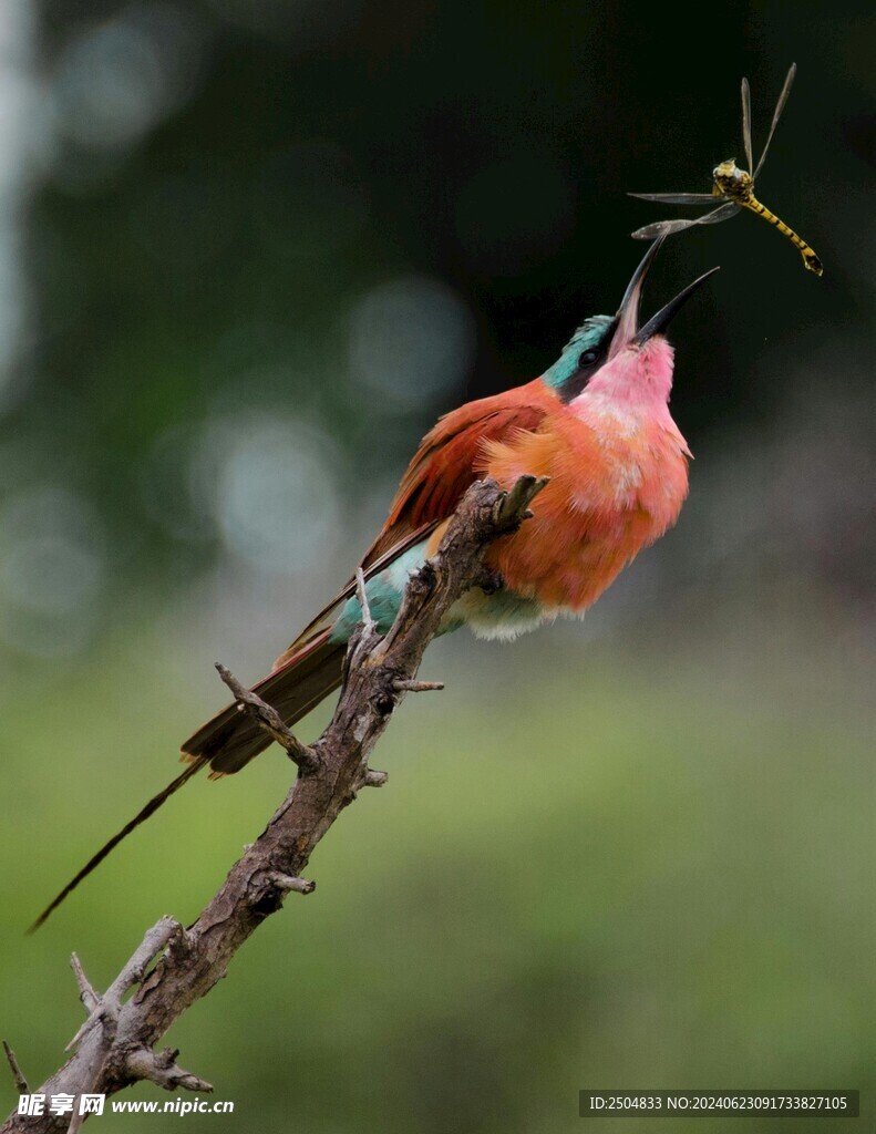 蜻蜓