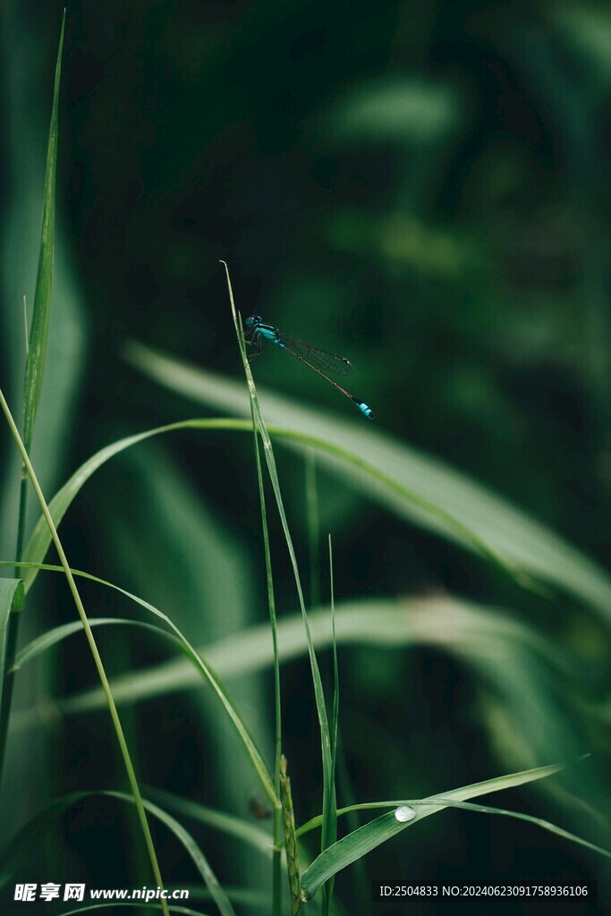 蜻蜓
