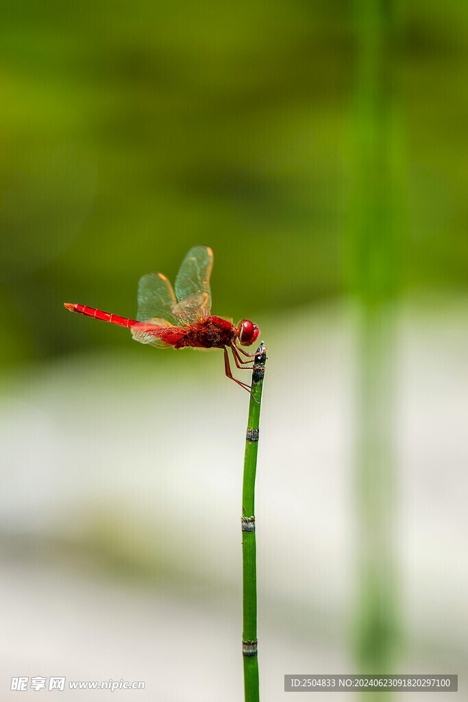 蜻蜓